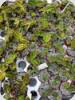 Macodes sanderiana Borneo selected